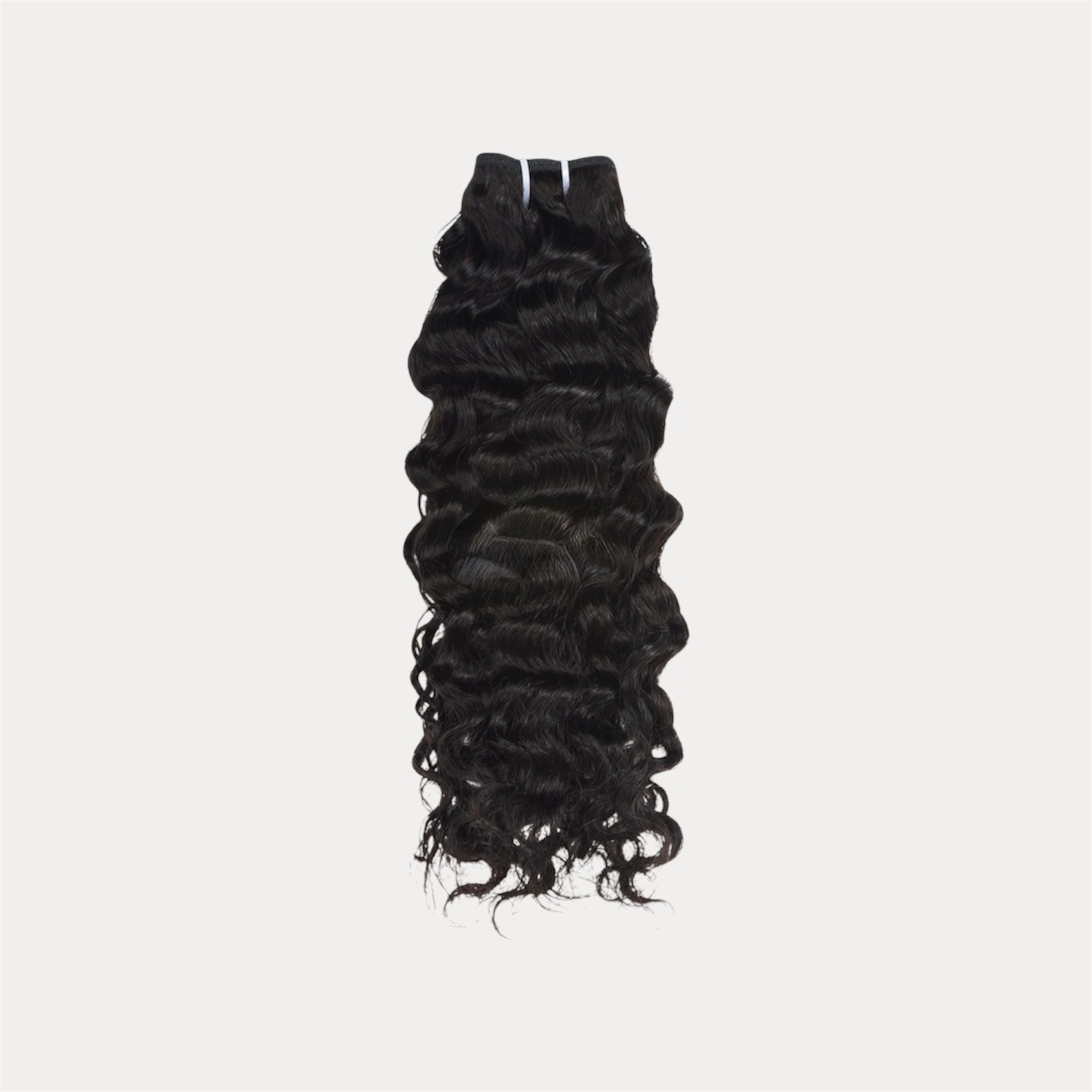 Burmese Curly